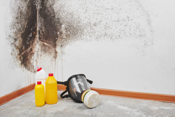 Best Post-Flood Mold Remediation in Enosburg Falls, VT
